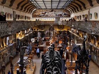 Natural History Museum of Lille